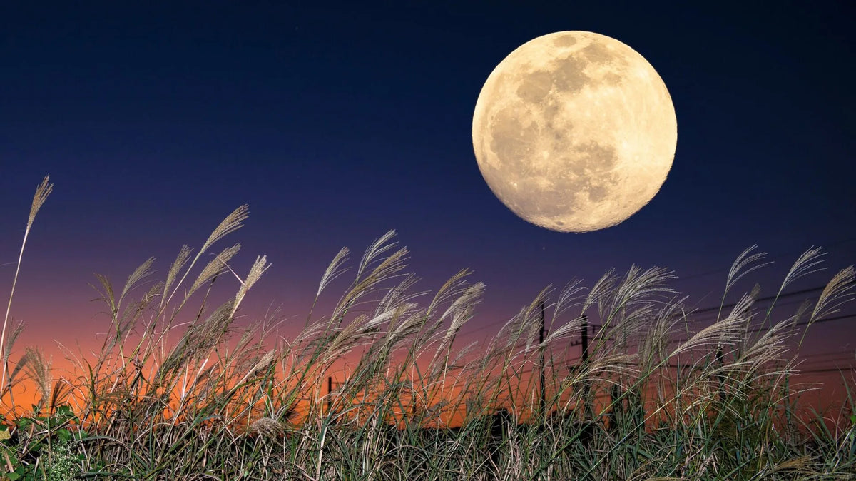 Super Lune des moissons : Comment profiter du phénomène ce vendredi soir ?